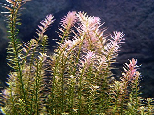 Rotala Indica
