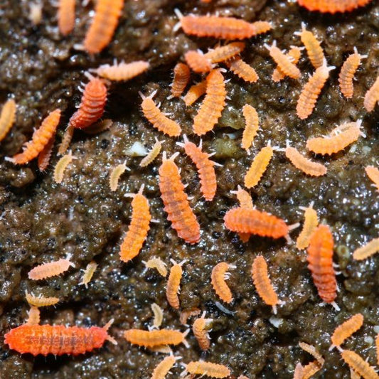 Orange Springtails