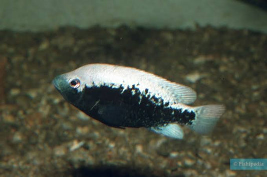 Barton's Cichlid Herichthys Bartoni