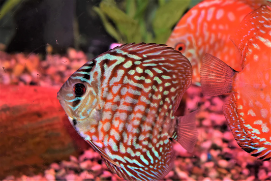 Discus: Red Turquoise