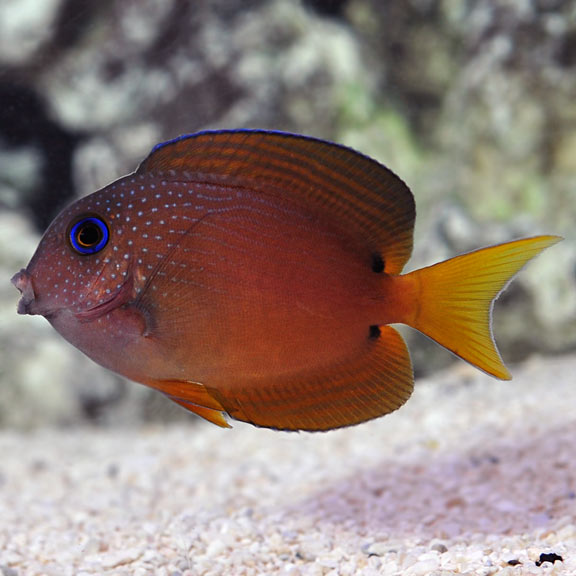 Blue Eyed Bristletooth Tang