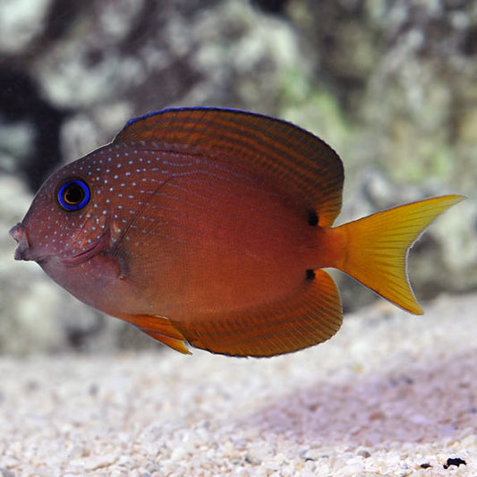 Blue Eyed Bristletooth Tang