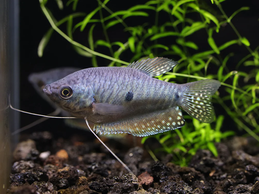Lavender Gourami