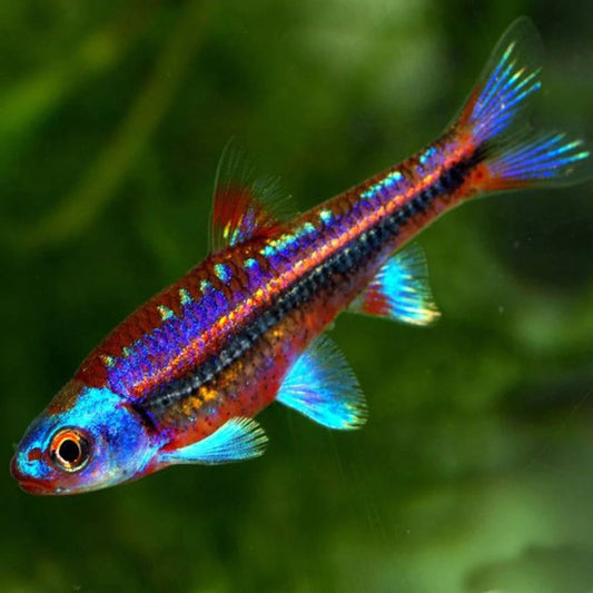 Minnow: Rainbow Shiner