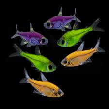 GloFish: Pristella Tetra
