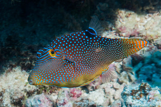 Puffer: Blue Spotted Toby