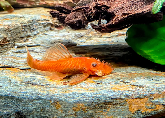 Super Red Bristlenose Pleco