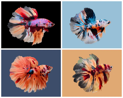 Betta: Premium Koi