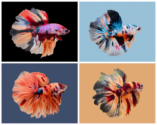 Betta: Premium Koi