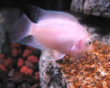 Cichid: Pink Convict
