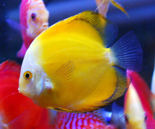 Discus: Yellow Melon