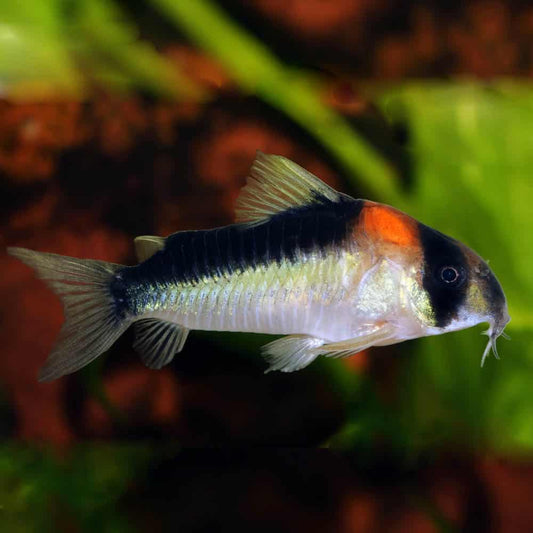 Corydoras: Adolfoi