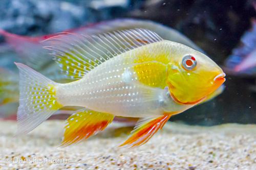 Cichlid: Albino Threadfin Acara