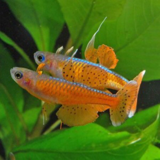 Red Neon Blue Eye Rainbow Fish