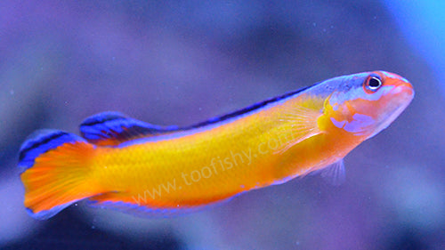 Dottyback: Neon