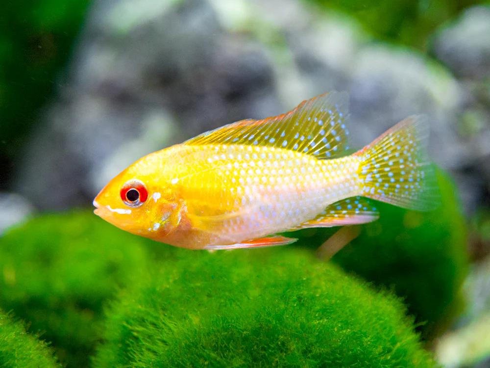 German Gold Ram