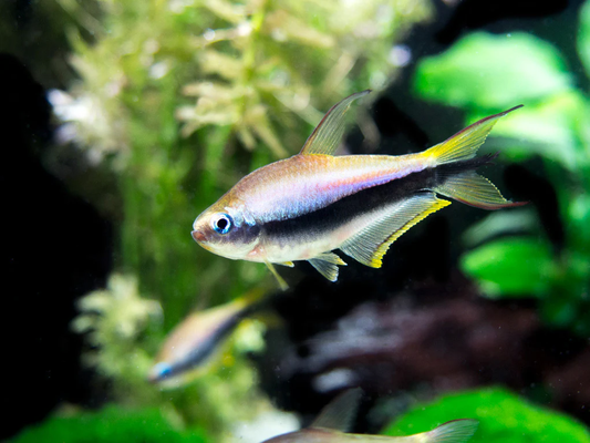 Tetra: Emperor