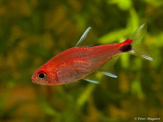Ruby Tetra