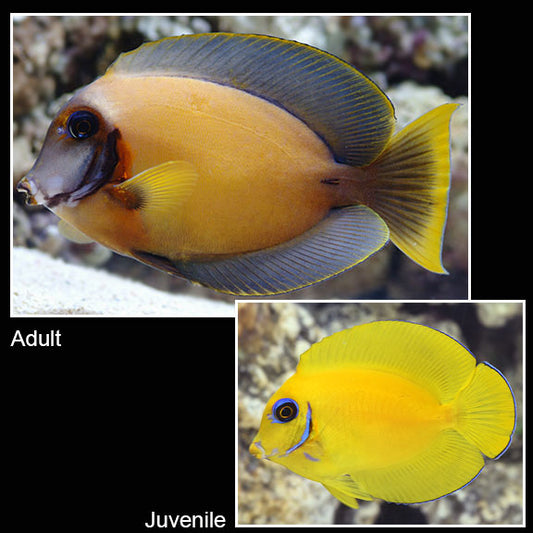 Lemon Mimic Tang