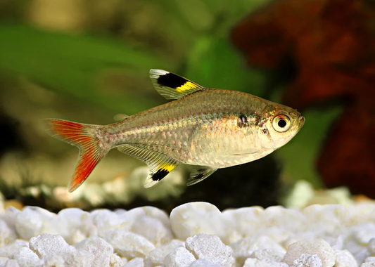 Tetra: Pristella / X-Ray
