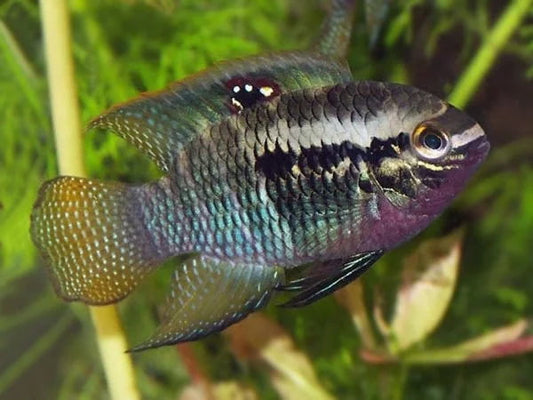 Redbreast Acara