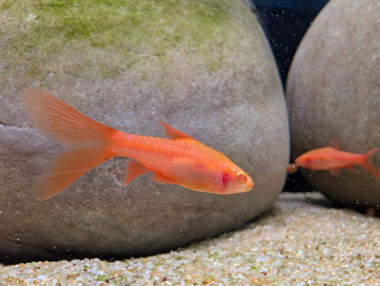 Longfin Albino Cherry Barb