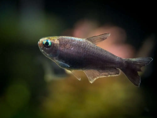 Black Emperor Tetra