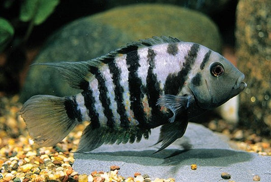 Cichlid: Black Convict