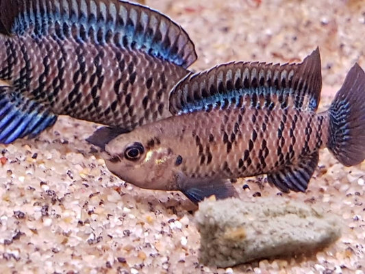 Blue Badis