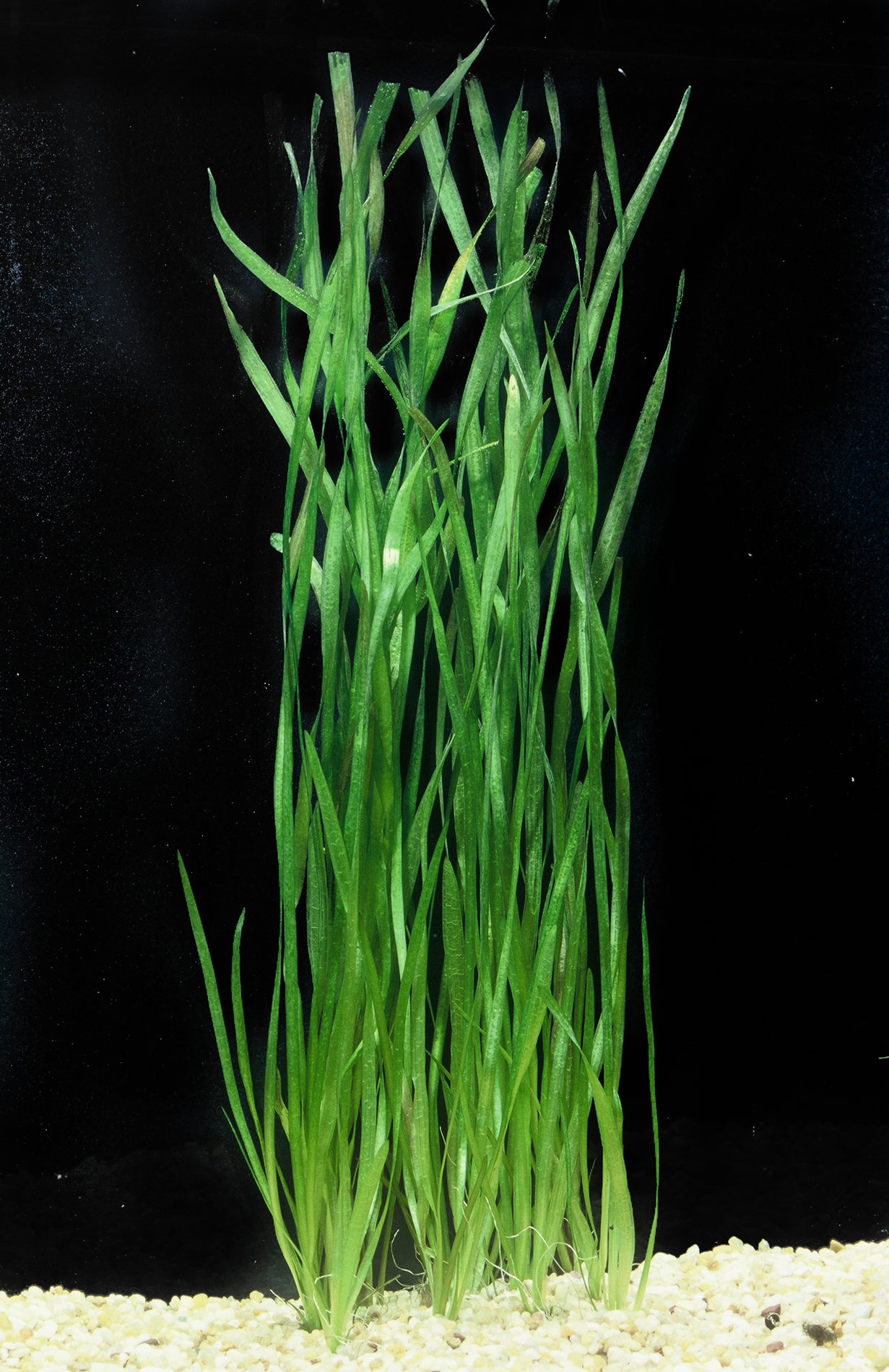Valllisneria Spiralis