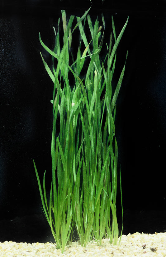 Valllisneria Spiralis
