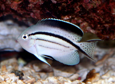 Lamarck Angelfish