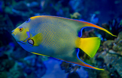 Queen Angelfish
