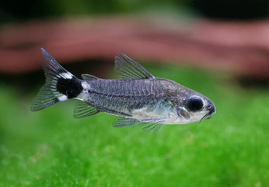 Tail Spot Pygmy Corydora