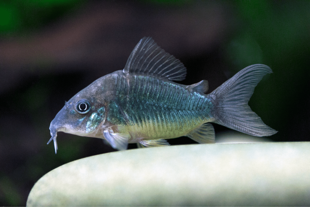 Corydoras: Green Emerald