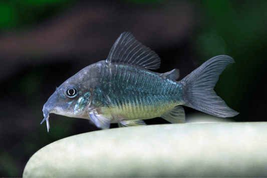 Corydoras: Green Emerald