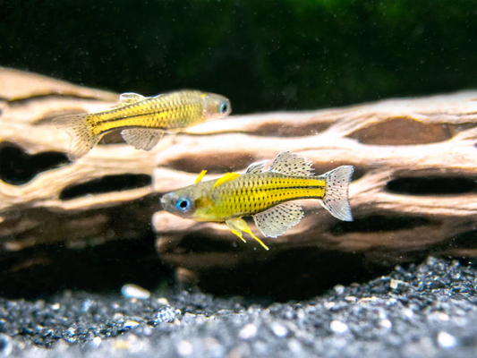 Spotted Blue Eye Rainbow