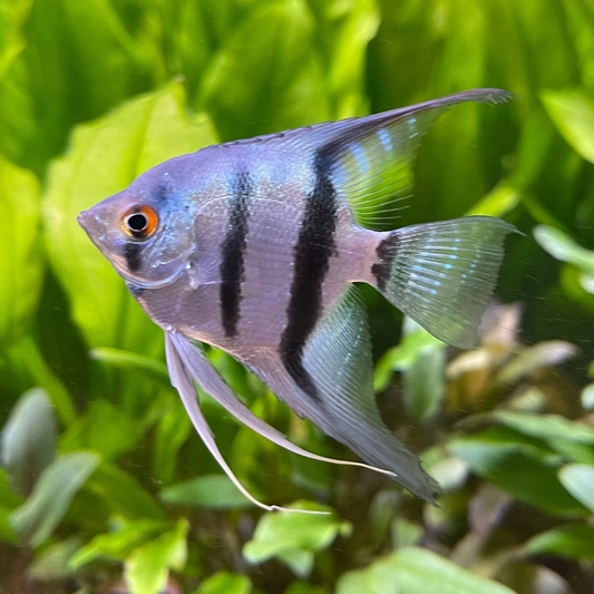Silver Zebra Angelfish