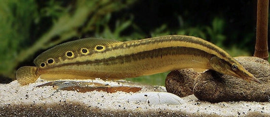Eel: Spotfin Spiney