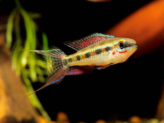 Checkerboard Cichlid