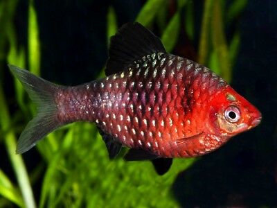 Black Ruby Barb