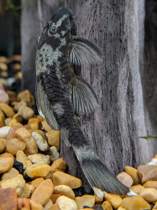 Green Dragon Bristlenose Pleco