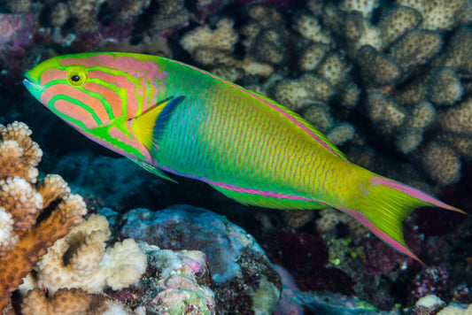 Banana Wrasse