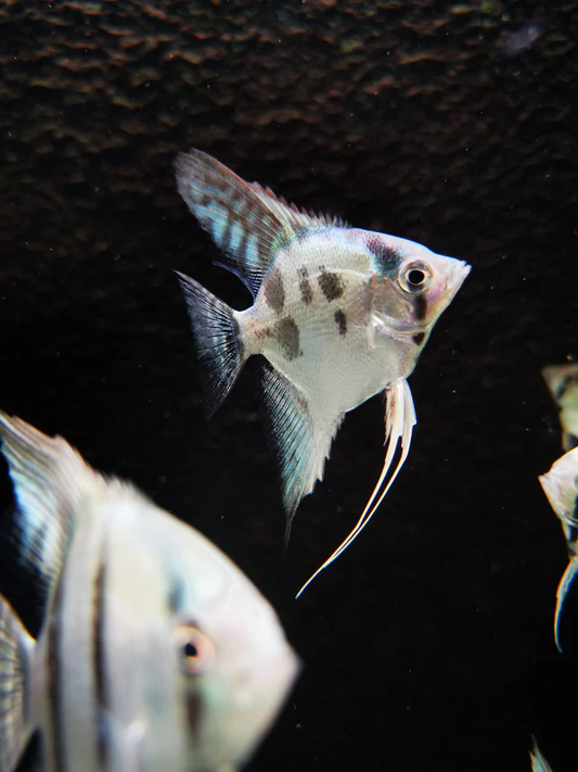 Blue Pinoy Angelfish