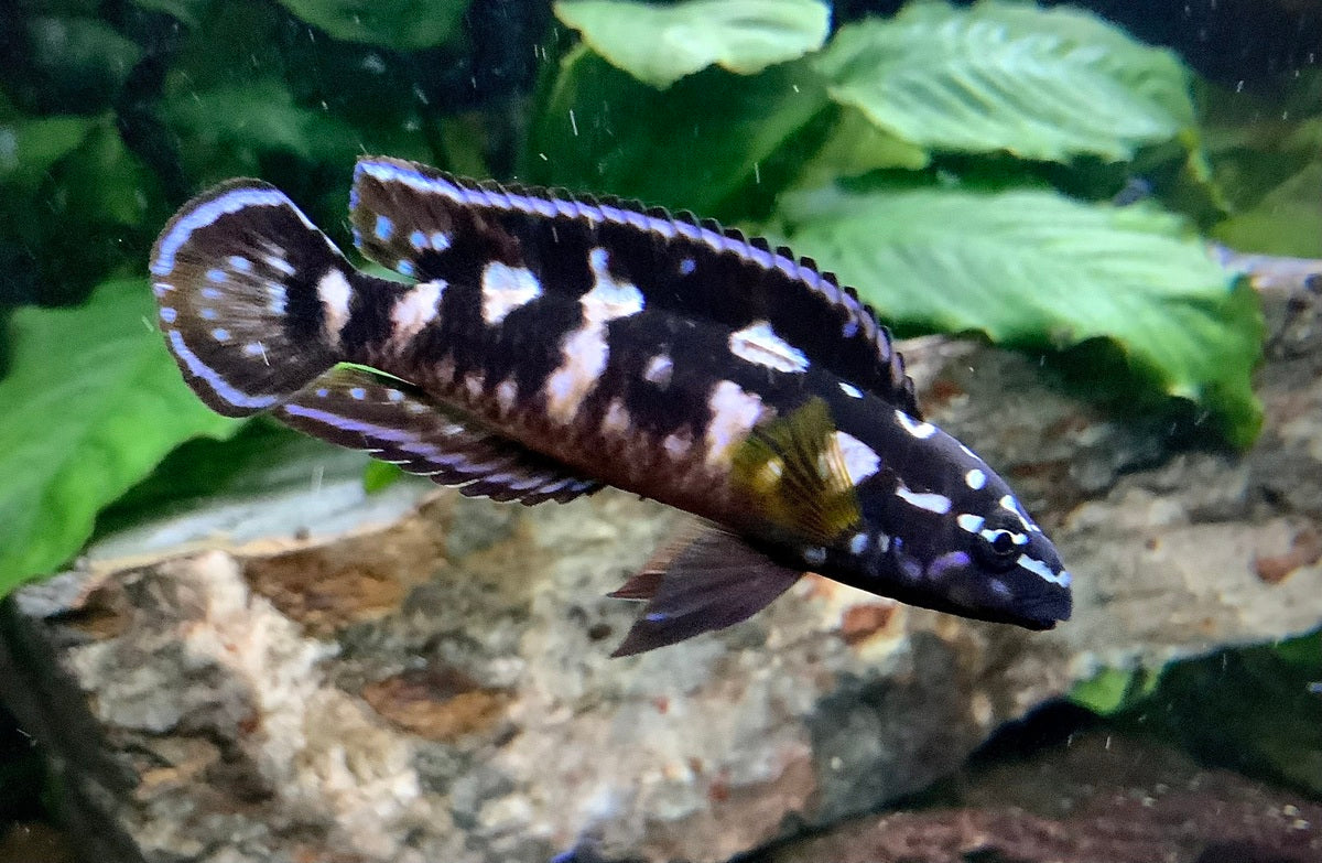 Julidochromis Bemba