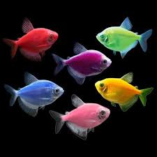 GloFish: Tetra