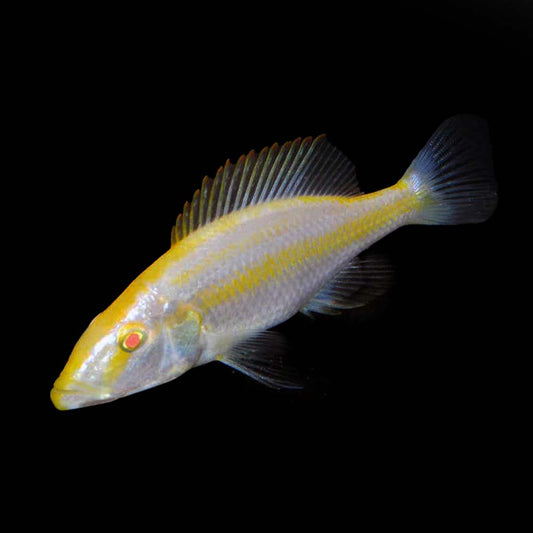 African Cichlid: Albino Compressiceps