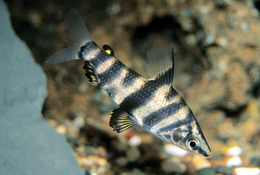 Marbled Abramites