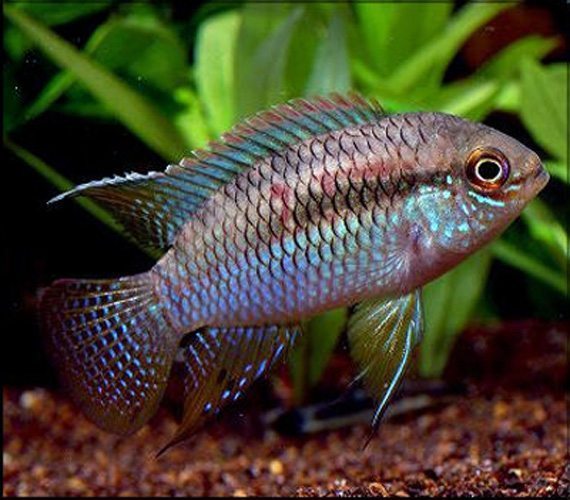 Cichlid: Dwarf Flag Acara