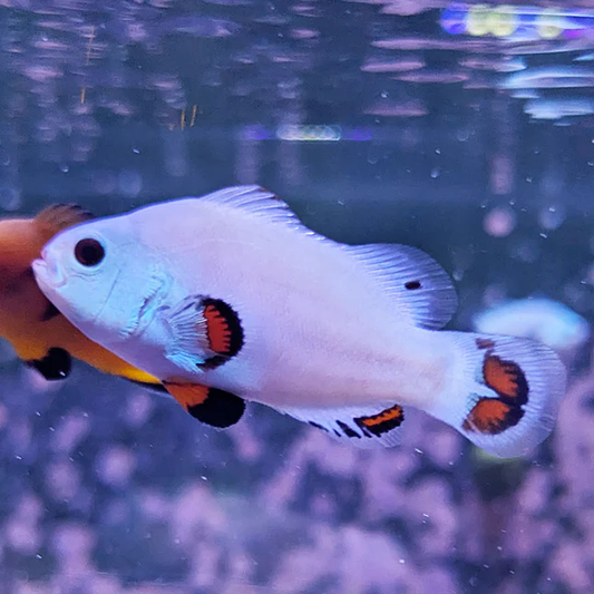Clownfish: Solar Storm